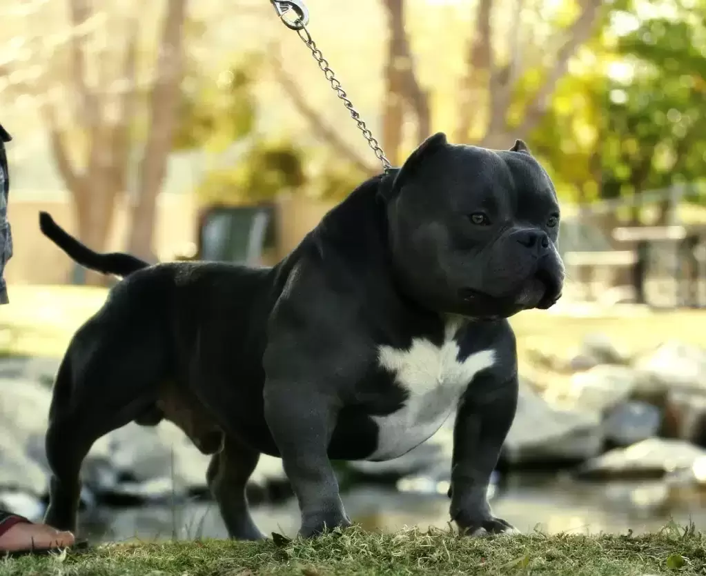 American Bully Dog Breed