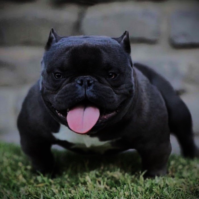 exotic bully